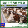 云南肉牛犢價格 適應廣西圈養肉牛犢