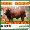 五一期間山東肉牛肉驢價格優(yōu)惠