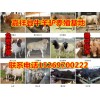 供應(yīng)肉牛犢、小毛驢、德州驢、魯西黃牛、西門塔爾牛