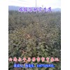 大理\楚雄\紅河\文山\西雙版納梨苗批發商家