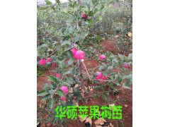 華碩蘋果樹_云南華碩蘋果苗供應廠家15125404188