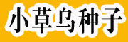 新金鐵鎖種子\小草烏種子價(jià)格\黃草烏,附子中藥材