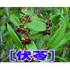 云南普洱產(chǎn)地伏苓批發(fā)*伏苓種植技術(shù)指導(dǎo)%包回收公司