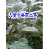 適合云南種植的草果苗@文山冬瓜苗|云南草果苗批發商