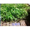 花椒苗哪里有賣_花椒苗小樹苗各規(guī)格批發(fā)_花椒苗新批發(fā)價(jià)格