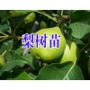 云南梨樹(shù)苗批發(fā)%梨樹(shù)苗品種*梨樹(shù)苗價(jià)格*梨樹(shù)苗怎么樣?