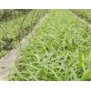 大理白芨供應(yīng)信息_白芨種植企業(yè)