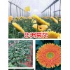 保山非洲菊花批發廠家*騰沖非洲菊花價格@保山市騰沖縣禾木苗圃