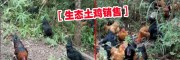 昭通土雞批發價格(20元每斤)