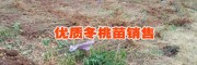 今年冬桃苗(參數)#冬桃小苗哪里有