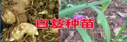 白芨小苗哪里有賣?