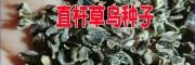 云南曲靖草烏種子多少錢(qián)一斤