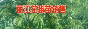 云南花椒樹苗批發網(圖片)