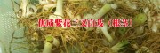 白芨苗_紫花三叉大白小苗|白芨目前統(tǒng)貨價(jià)格90元左右。