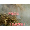 云南文山正品剪口超細粉供應|一極二年三七花900公斤左右銷售