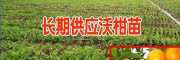 供應70沃柑苗萬株[云南農業科技開發有限公司]