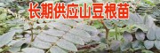 2018山豆根苗價格表(附圖)