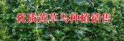 黃草烏(大草烏、昆明堵喇)圖片