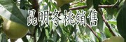 昆明冬桃新品種水果#昆明哪里的冬桃甜