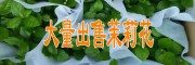 大量出售茉莉花@優質大量出售茉莉花小苗基地