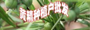 @黃精價(jià)格&黃精價(jià)格多少錢(qián)一斤