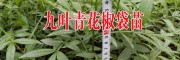 祿豐縣勤豐鎮(zhèn)苑箐苗木種植園產品供求信息