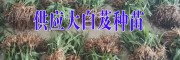 白芨技術專業合作社#白芨示范社