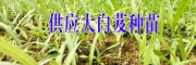 白芨小苗-四川中藥材農民專業合作社