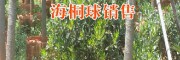 新海桐球報價表