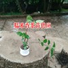 糯米香茶苗哪里有銷售#糯米香茶苗供應(yīng)商#