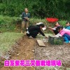 白芨種子直播育苗技術(shù)公司&云南白芨種苗價格#白芨育苗技術(shù)