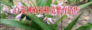 云南白芨種植回收公司_云南明遠中藥材種植有限公司