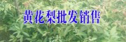 黃花梨小苗哪里能賣(mài)到