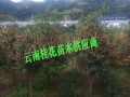 桂花樹(shù)綜合性企業(yè)批發(fā)價(jià)格#桂花特價(jià)格表,