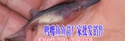 四川省眉山市豐收水產(chǎn)魚苗價格表: