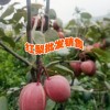 楚雄水果供應商#云南紅梨種植基地批發廠家價格