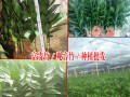 富貴竹是什么?什么是觀(guān)音竹/何花竹?