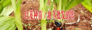 白及種植技術(shù)指導(dǎo),種子批發(fā),種苗繁育