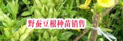 野蠶豆根小苗哪里賣？_15元/株,量大優惠