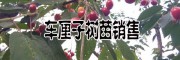 車?yán)遄用缗l(fā)價(jià)格(早大果，美早，黑珍珠，紅燈品種)