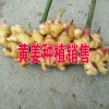 黃姜種植批發(fā).價(jià)格.采購.圖片_黃姜B2B網(wǎng)站信息