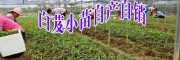 白芨苗_云南白芨苗_白芨小苗批發市場價多少