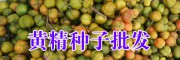 滇黃精市場(chǎng)價(jià)值是多少？