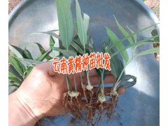 云南佳白芨種植時間 |曲靖會澤白芨塊莖集中肓苗技術(shù)