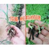 白芨塊莖好還是白芨種苗好+白芨種植技術+15924791418