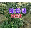 大青棗種植基地+云南大青棗批發(fā)|2017大青棗銷售信息