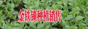 云南金鐵鎖種植銷售價格