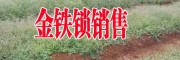 金鐵鎖種植技術#金鐵鎖圖片