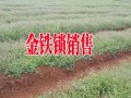 金鐵鎖又叫獨定子#昆明金鐵鎖種子種植銷售供應商