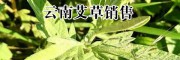 保山艾草藥材()_目前艾草批發價格+采購艾草